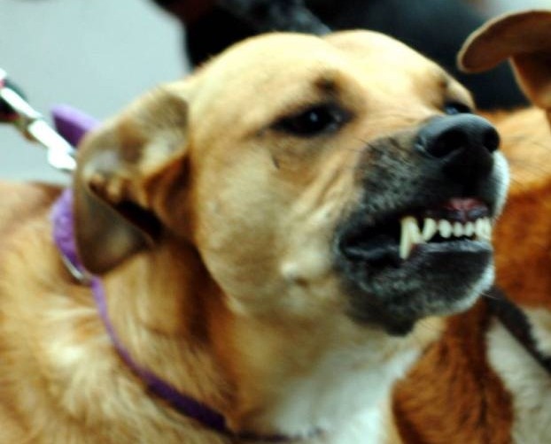 Σκύλος σκότωσε μωρό έξι μηνών! (pics)