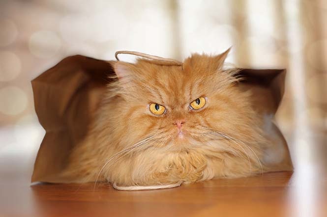 Garfi: Ο πιο θυμωμένος γάτος στον κόσμο (pics)