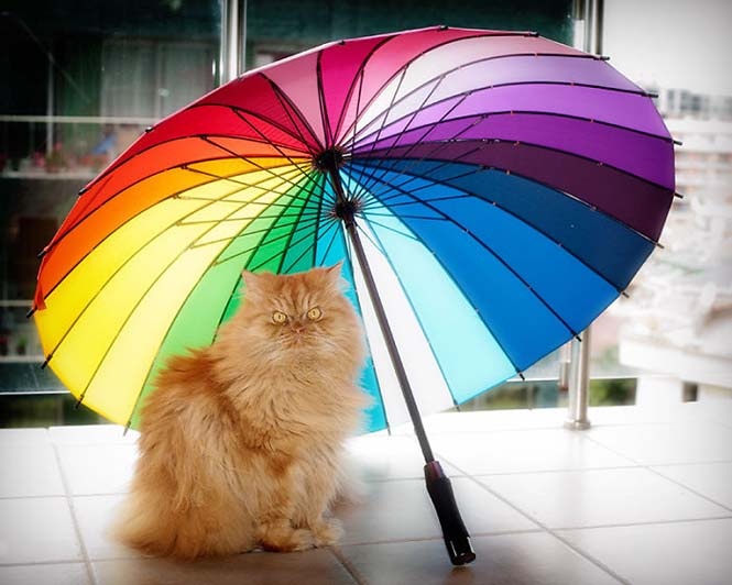 Garfi: Ο πιο θυμωμένος γάτος στον κόσμο (pics)