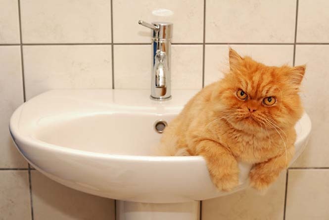 Garfi: Ο πιο θυμωμένος γάτος στον κόσμο (pics)