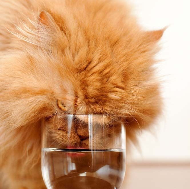 Garfi: Ο πιο θυμωμένος γάτος στον κόσμο (pics)