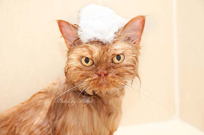 Garfi: Ο πιο θυμωμένος γάτος στον κόσμο (pics)