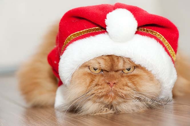 Garfi: Ο πιο θυμωμένος γάτος στον κόσμο (pics)