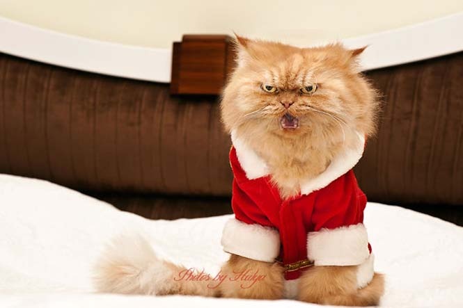 Garfi: Ο πιο θυμωμένος γάτος στον κόσμο (pics)