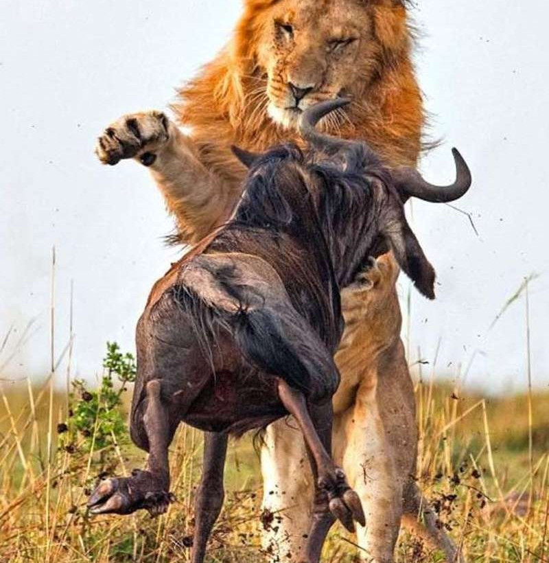 Λιοντάρι εναντίον γκνου σε οκτώ απίστευτα καρέ