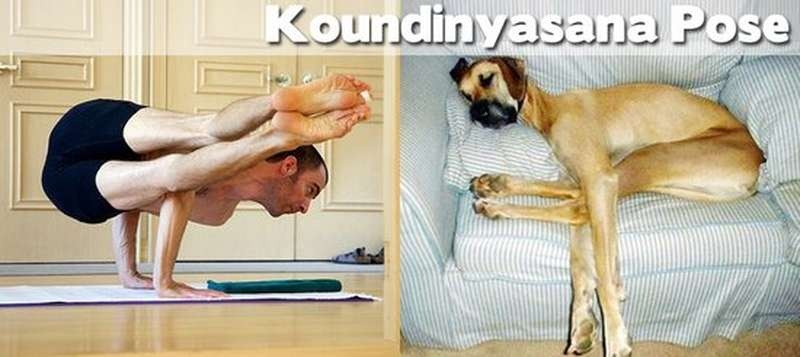 Όταν τα ζώα κάνουν μαθήματα Yoga (pics)