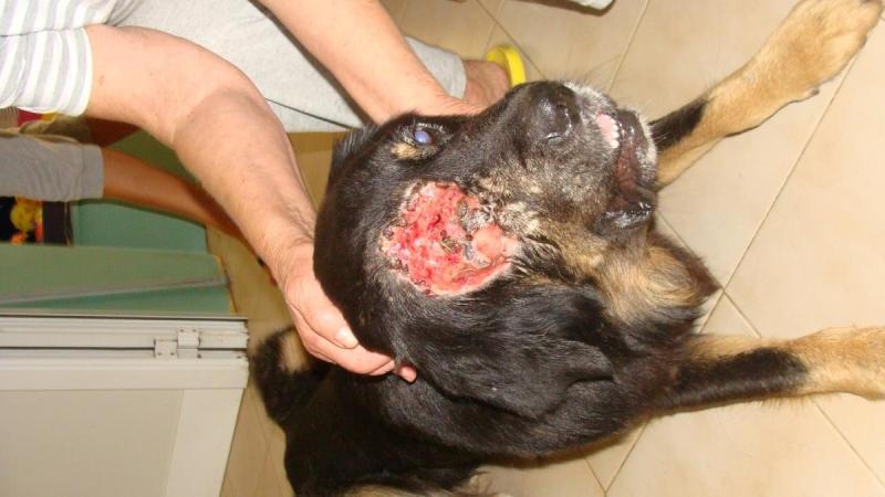 Πάτρα: Κτήνος πυροβόλησε σκύλο στο κεφάλι