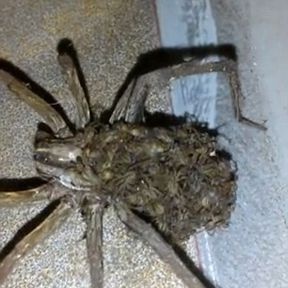 Η πιο τρομακτική αράχνη που είδατε ποτέ! (vid+pic)