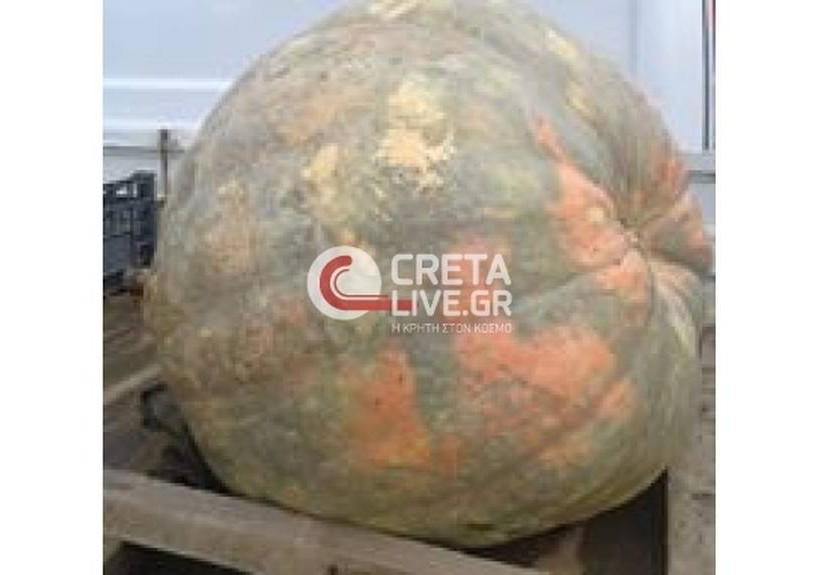 Κολοκύθα 140 κιλών παρέλασε στη Β.Π. Ηρακλείου (Pics)