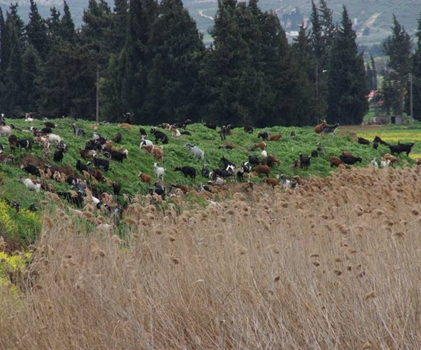 Ανάμεσα σε βιομηχανίες… (αρχείο παπα-Γιάννη Οικονομίδη)