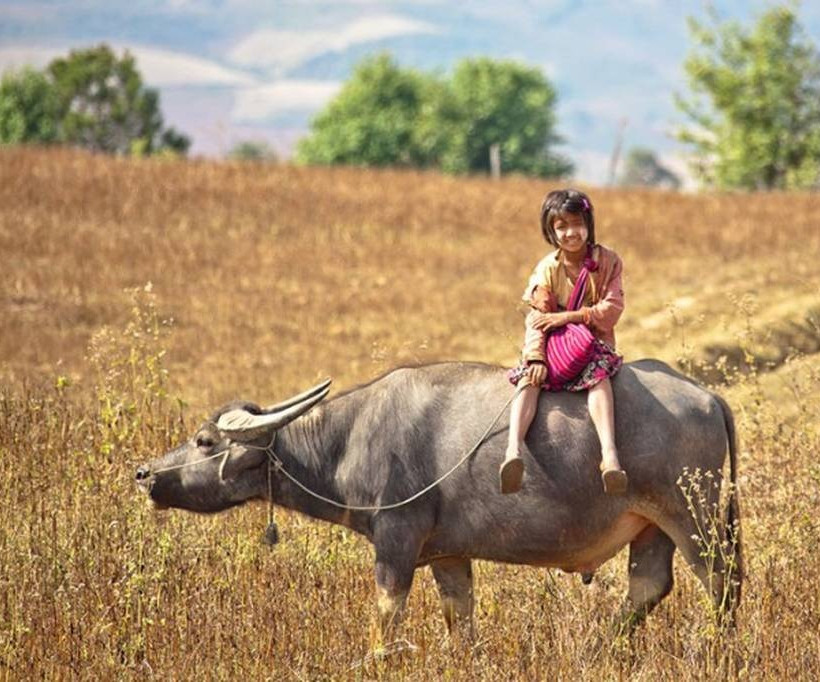 Ένα κορίτσι πάνω σε ταύρο... Το μοναδικό μεταφορικό της μέσο στη Μιανμάρ