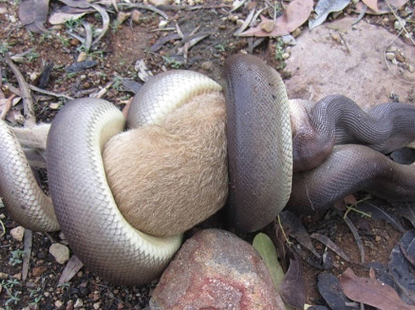 Πύθωνας καταπίνει ολόκληρο καγκουρό! (photos)