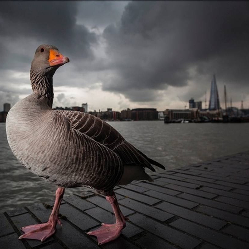 The Tourist, Λονδίνο, Lee Acaster
