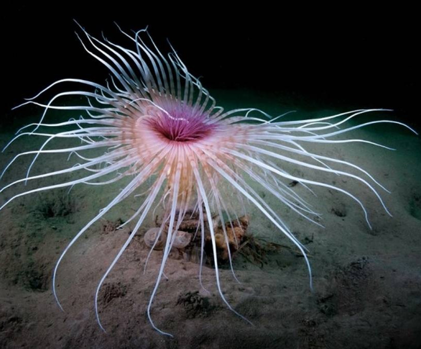 Kirsty Andrews/BSoUP