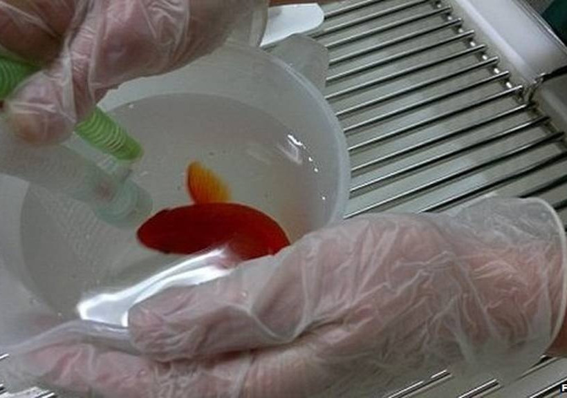 Βρετανία: Tο δυσκοίλιο χρυσόψαρο... σώθηκε! (pics)