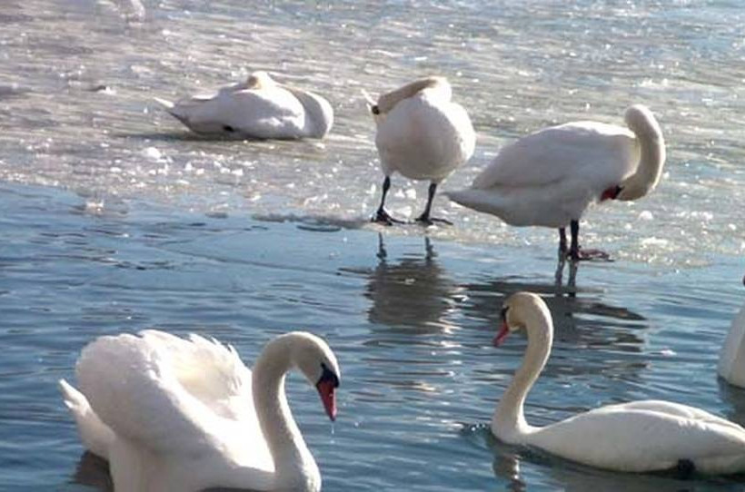  Πατινάζ στη λίμνη της Καστοριάς (Pics&Vid)
