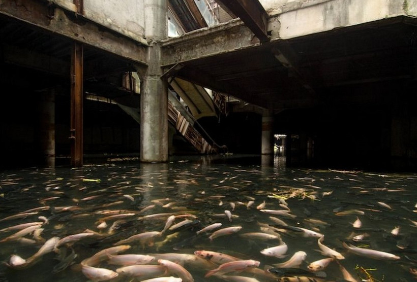 Το Mall ενυδρείο στη Μπανγκόνγκ εκκενώθηκε (photos)