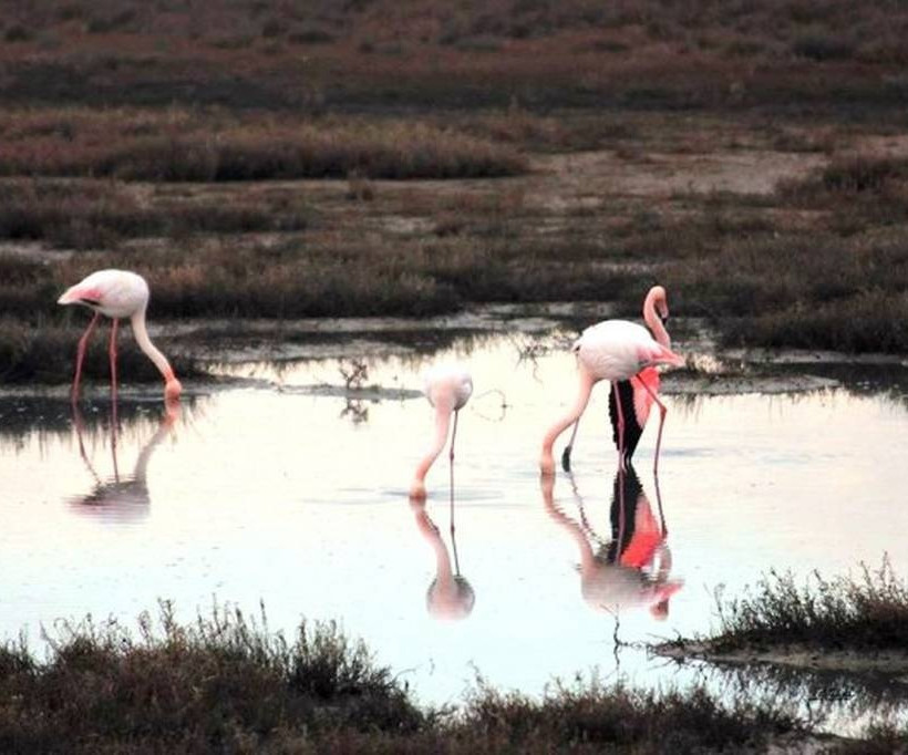 Εντυπωσιακό θέαμα: Τα φλαμίνγκο στη λίμνη Βιστωνίδα (pics)