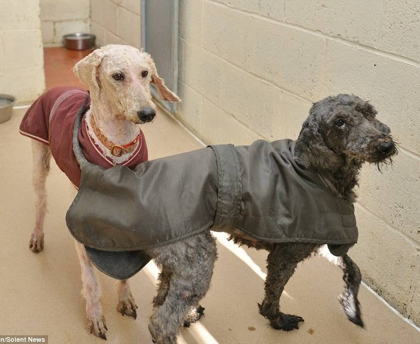 Η απίστευτη μεταμόρφωση εννιά σκυλιών – δείτε πώς ήταν και πώς έγιναν (pics)