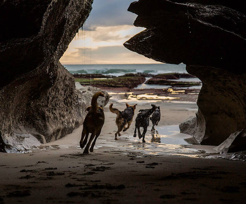 Δουλεύουν σα σκύλοι, κυριολεκτικώς! (photos)