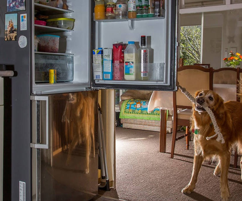 Δουλεύουν σα σκύλοι, κυριολεκτικώς! (photos)