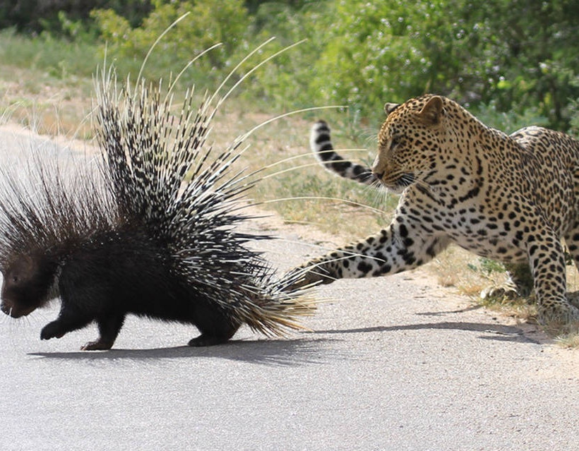 Οι καλύτερες φωτογραφίες της εβδομάδας από το ζωικό βασίλειο (Photos)