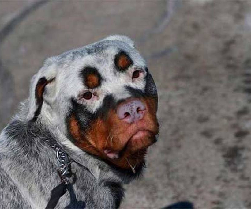 33 ξεχωριστοί σκύλοι που λατρέψετε (Photos)