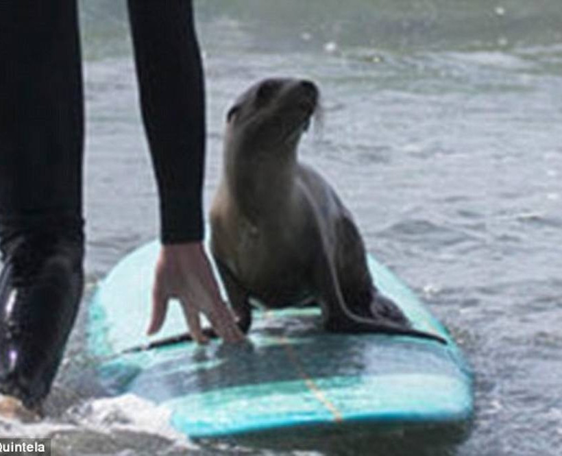 Surf παρέα με μια μικρή φώκια (photos)