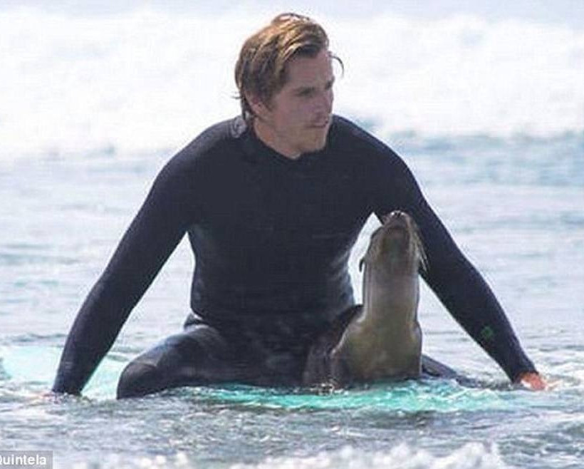 Surf παρέα με μια μικρή φώκια (photos)