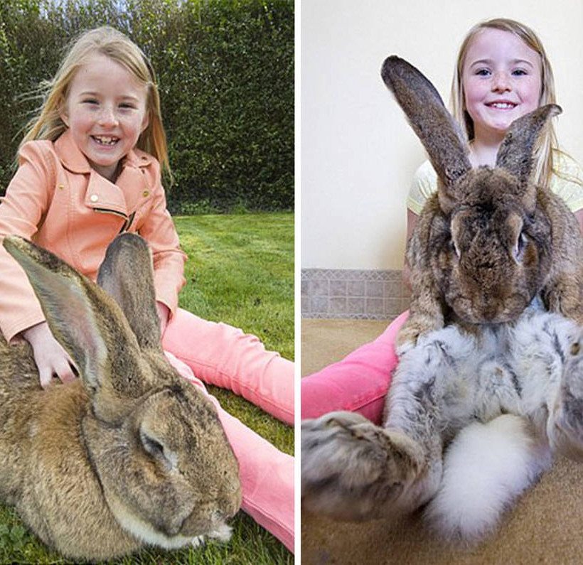 Λαγός με μέγεθος… σκύλου! (Photos+Video)