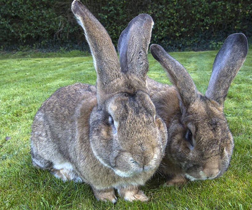 Λαγός με μέγεθος… σκύλου! (Photos+Video)