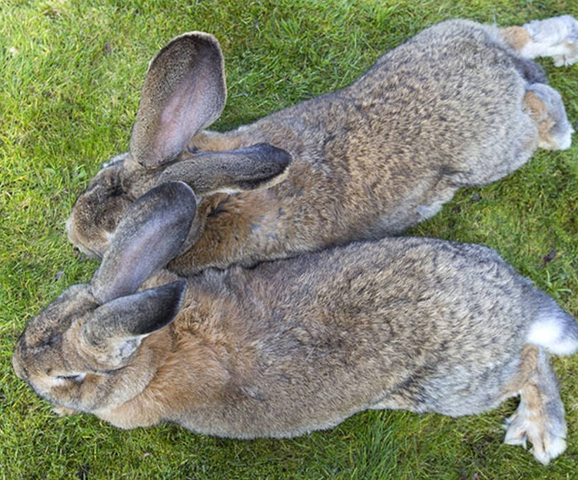 Λαγός με μέγεθος… σκύλου! (Photos+Video)