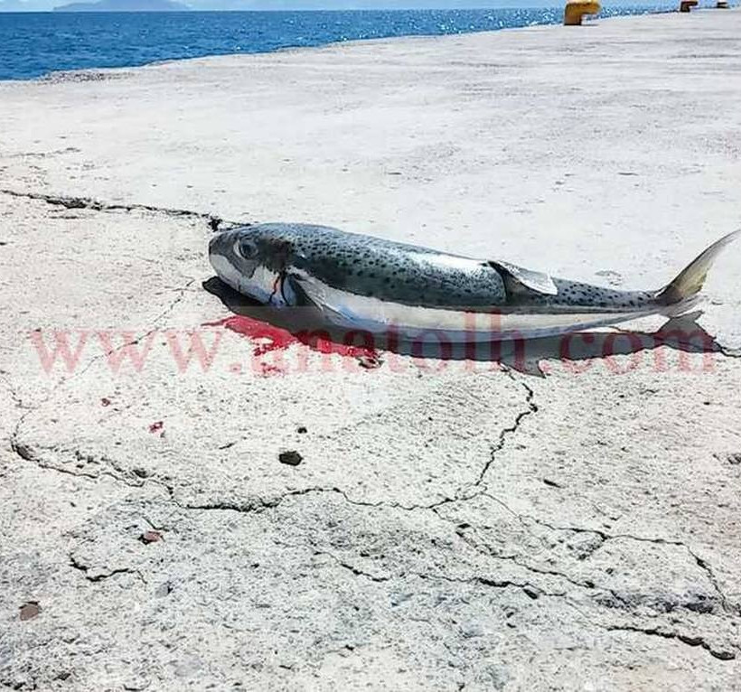 Κρήτη: Έπιασε λαγοκέφαλο 5 κιλών (video)