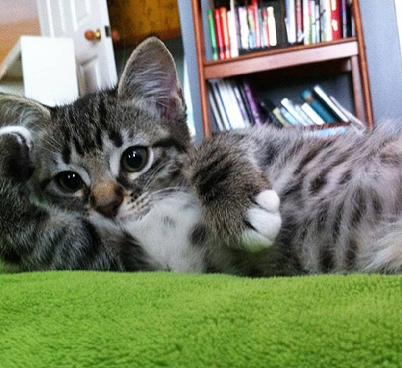 Γάτες ποζάρουν γιατί αυτές ξέρουν πώς! (photos)