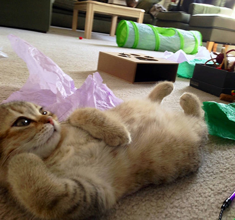 Γάτες ποζάρουν γιατί αυτές ξέρουν πώς! (photos)