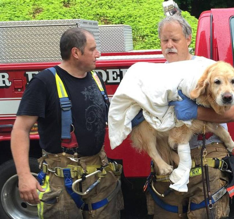 Σκύλος-οδηγός έπεσε μπροστά σε λεωφορείο για να σώσει τη συνοδό του