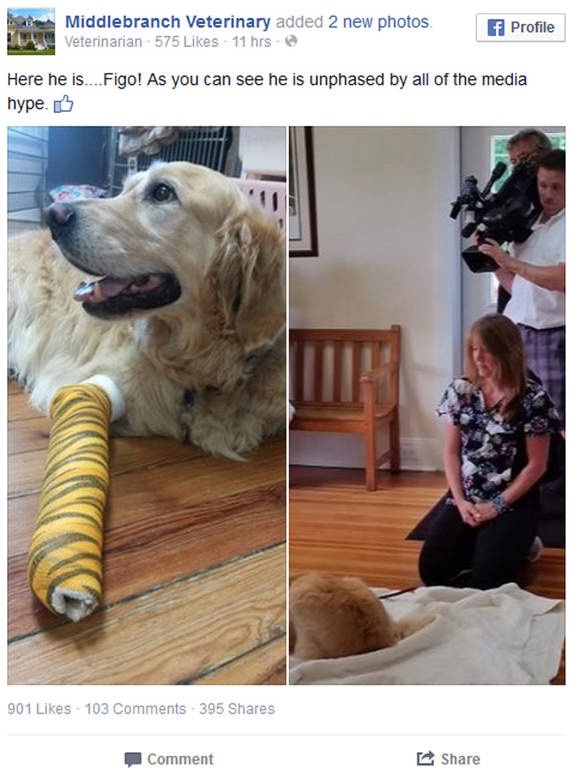 Σκύλος-οδηγός έπεσε μπροστά σε λεωφορείο για να σώσει τη συνοδό του