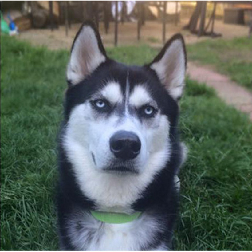Δείτε όμως το ύφος του σκύλου (photos)