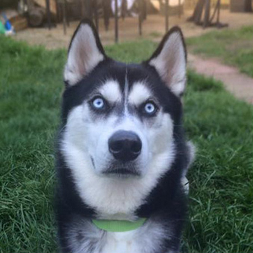 Δείτε όμως το ύφος του σκύλου (photos)