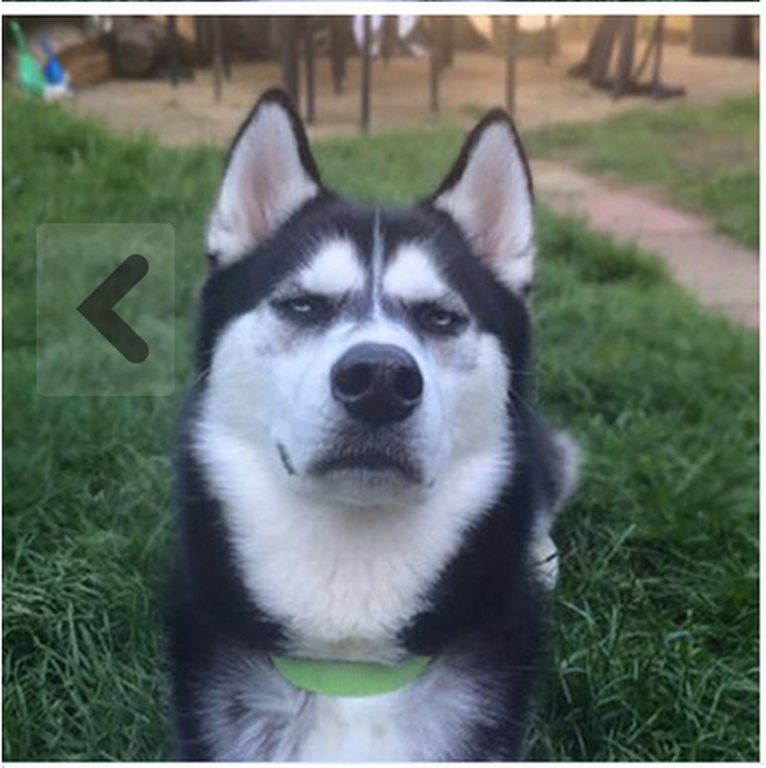 Δείτε όμως το ύφος του σκύλου (photos)