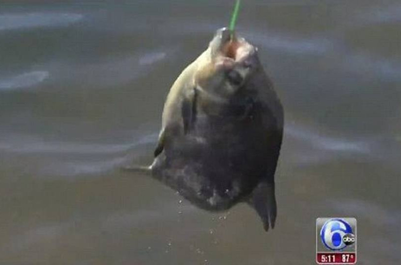 Νιου Τζέρσεϊ: Εντοπίστηκε ψάρι που δαγκώνει… (photos+video)