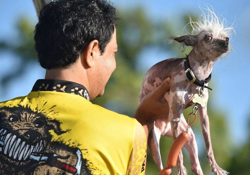 Επιτέλους τα κατάφερε: Ο Κουάσι… Μόδος είναι ο πιο άσχημος σκύλος του κόσμου! (video+photos)