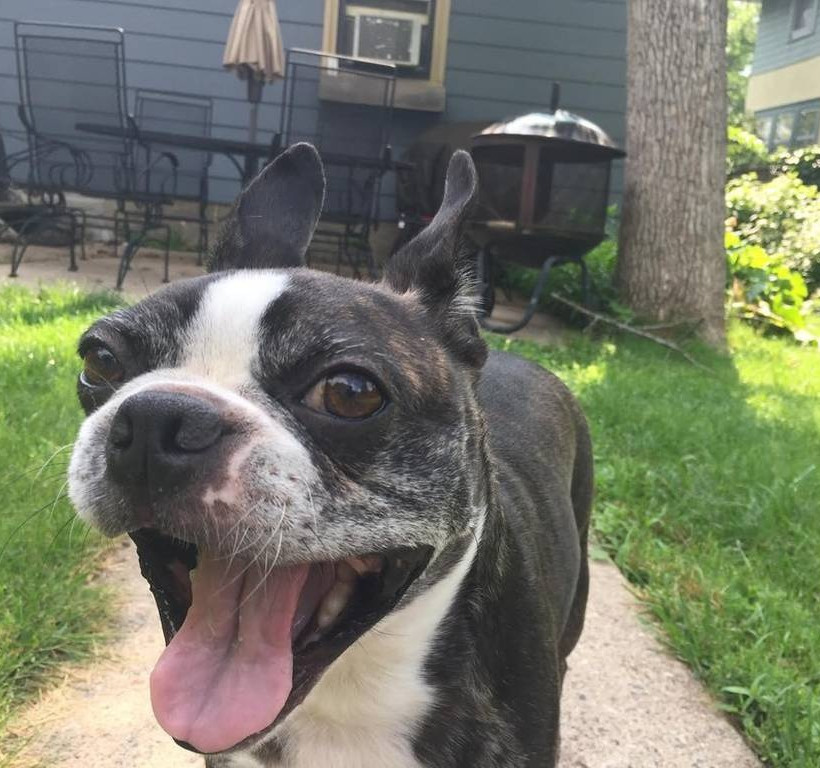 Σκύλος ρίχνει θανατηφόρα ματιά σε... άσπονδο εχθρό του (photos)