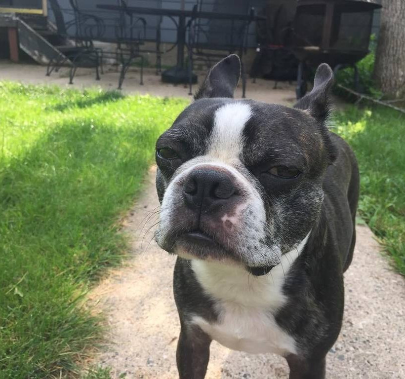 Σκύλος ρίχνει θανατηφόρα ματιά σε... άσπονδο εχθρό του (photos)