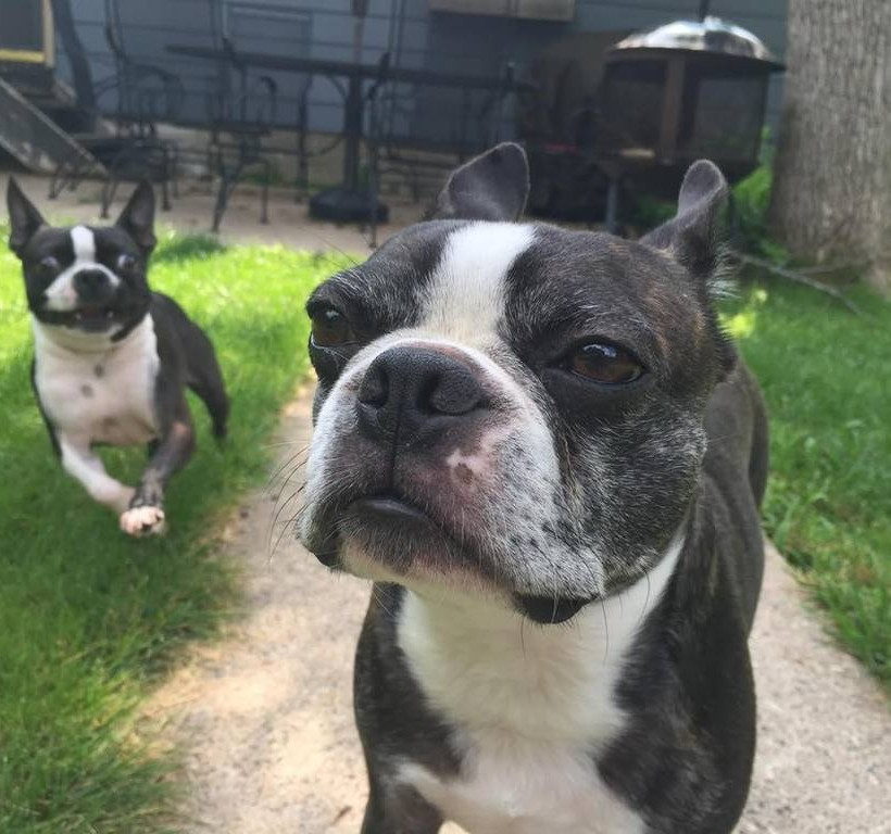 Σκύλος ρίχνει θανατηφόρα ματιά σε... άσπονδο εχθρό του (photos)