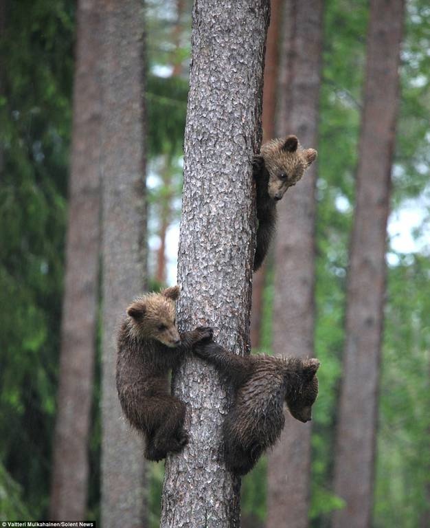 Αρκουδάκια σκαρφαλώνουν σε δέντρο για να σωθούν (photos)