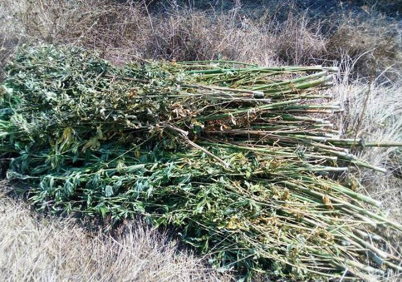 Λίμνη Ευβοίας: Συνελήφθη 58χρονος για καλλιέργεια κάνναβης (photos)