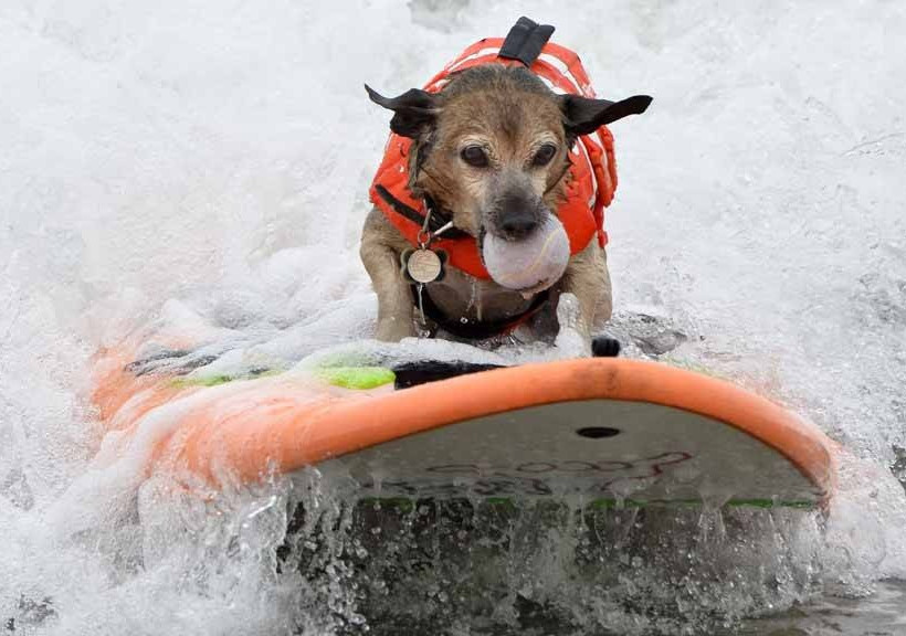 Σκύλοι – σέρφερς «δαμάζουν» τα κύματα της Καλιφόρνια (video & photos) 