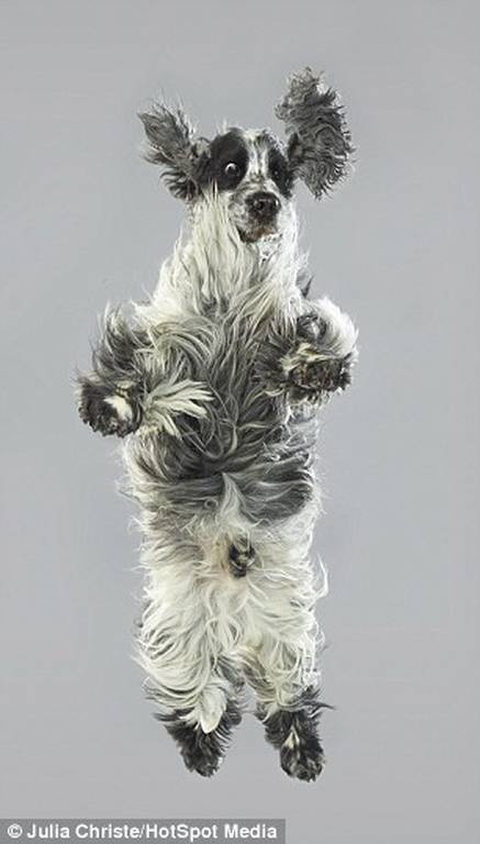 Οι τετράποδοι φίλοι μας όπως δεν τους έχουμε ξαναδεί: Ιπτάμενοι! (photos) 