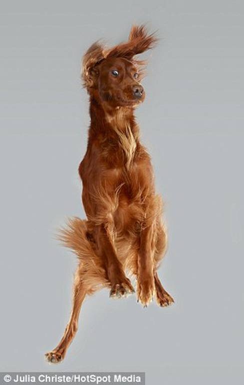 Οι τετράποδοι φίλοι μας όπως δεν τους έχουμε ξαναδεί: Ιπτάμενοι! (photos) 